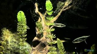 ThreeSpined Stickleback Aquarium  SEA LIFE MUNICH [upl. by Ydnar285]