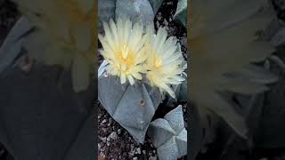 Astrophytum myriostigma flowers timelapse ❤️❤️❤️ [upl. by Lanor]