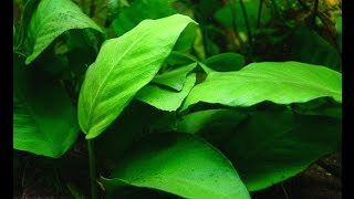 Anubias barteri var barteri quotBroadleaved Anubiasquot Care and Info [upl. by Andee519]