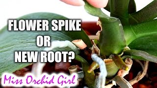 How to tell an Orchid flower spike from a root  Phalaenopsis [upl. by Anerev]