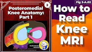 Fig 3A02 Posteromedial Knee Anatomy Part 1 [upl. by Ardni376]