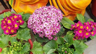 Beautiful Flower  Cineraria  Cineraria Care and Propagation  How to Grow and Care Cineraria [upl. by Beatty459]