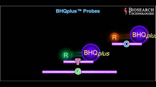 qPCR Probe Animation Video [upl. by Nnek]