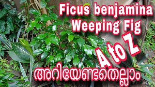 Ficus benjamina care and tips A to Z അറിയേണ്ടതെല്ലാം pleasesubscribemychannel fypシ゚viral [upl. by Asiilanna498]