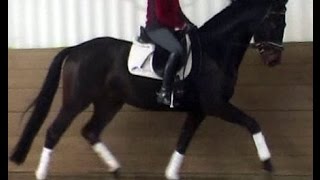 wwwsporthorsesonlinecom 2011 black Hanoverian gelding for sale [upl. by Adnohsirk148]