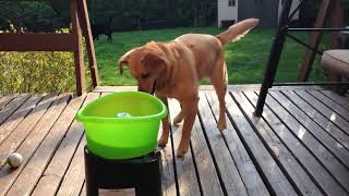 Dog Excitedly Plays Fetch with Ball Throwing Machine  1022616 [upl. by Ellette675]