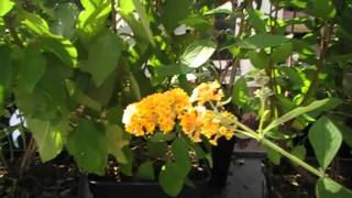 Schmetterlingsflieder Buddleja Sungold [upl. by Sucy694]