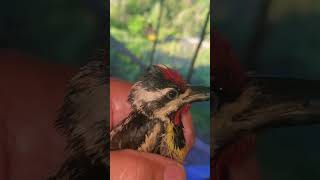 yellow bellied sapsucker rescue [upl. by Mian]