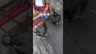 Shamo chicken shamohomebreeding [upl. by Yhtamit]