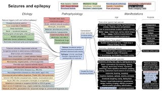 Seizures and epilepsy mechanism of disease [upl. by Modnarb]