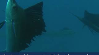 What Is A Sailfish [upl. by Teerpnam]