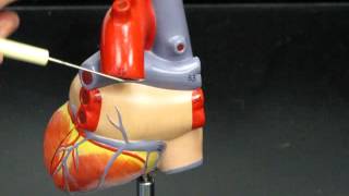 Small Heart ModelAnatomy AP2 [upl. by Aninotna373]