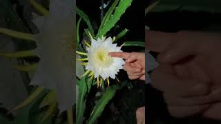 How to pollinate dragon fruit flowermygardenview pollination [upl. by Elva39]