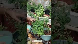 Liquid fertilizer for chamanthi plants youtubeshorts shorts gardening [upl. by Steffy]