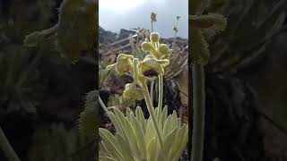 Paramo del Cocuy Colombia [upl. by Atined]