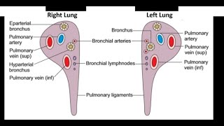 Differences between the Hilla Hilum of right lung and left lung [upl. by Aitnahs133]