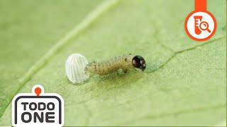 🦋Life Cycle Butterfly  Who will I be  From Caterpillar to Butterfly  Science for kids [upl. by Darken]