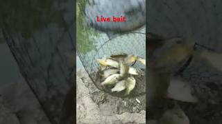 Live bait fishing [upl. by Berlinda]