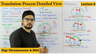 Translation  Protein Synthesis  Step wise  Lecture 9 [upl. by Ecnaret]