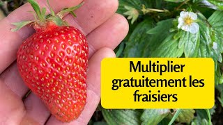 Multiplier gratuitement les fraisiers [upl. by Tirma845]