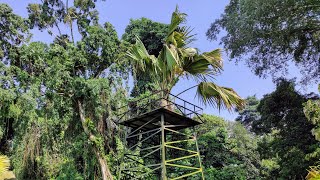 Sea Coconut Lodoicea maldivica Grove in Bogor Botanic Garden Java [upl. by Daniell337]