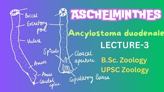 Ancylostoma duodenale  Parasitic Nematodes  Zoology  Notes in description [upl. by Arocahs]