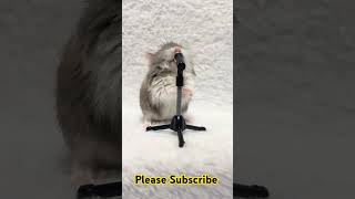 Rat singingshorts video shorts Learning carnival [upl. by Vudimir416]