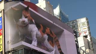 4k Giant 3D Cat on Billboard in Shinjuku  Tokyo Japan [upl. by Cami]