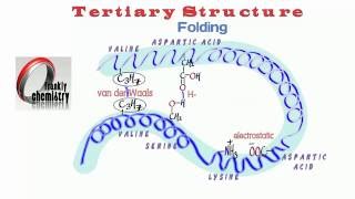 Protein Structure and Folding [upl. by Asilegna]