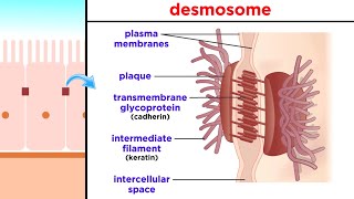 Types of Tissue Part 1 Epithelial Tissue [upl. by Adnowal]