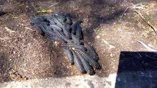 8cm Caterpillars Crossing The Road Beating Each Other With Tails  spitfires sawfly wasp larvae [upl. by Bouchard]