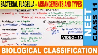 Flagellation in Bacteria in Hindi  Biological Classification  Monera  Class 11  CBSE  NEET 2020 [upl. by Crockett41]