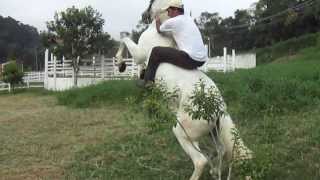 Cavalo Andaluz de nome Olivos adestrado para show horse [upl. by Eisseb]