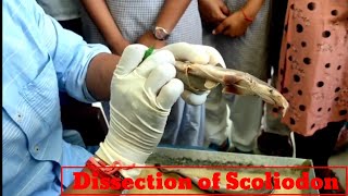 Dissection of scoliodon for BSc amp MSc class students dissectionofscoliodon Scoliodon dogfish [upl. by Sauncho935]