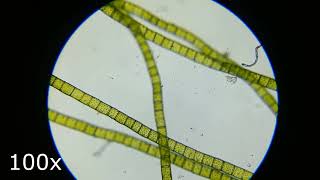 spirogyra under microscope [upl. by Slein]