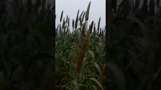 Visiting new farm canola fields and Millet farming Punjab agriculture [upl. by Enomys]