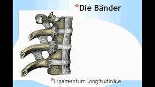 Aufbau der Wirbelsäule Columna Vertebralis Teil 2 [upl. by Etnecniv]