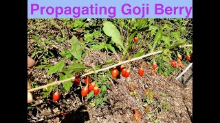 Propagating Goji Berry [upl. by Matthia679]