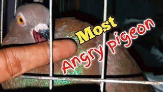 Angry fantail pigeon  পাগলা কবুতর [upl. by Billie]