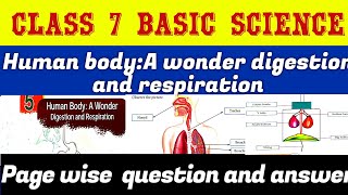 Class 7 Basic Science Chapter 5 Human body Wonder Digestion and Respiration Kerala Syllabus  Part 3 [upl. by Ecnarretal]