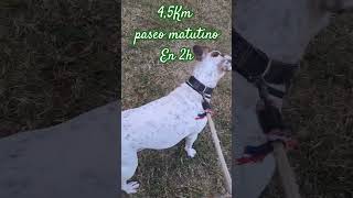 45Km de paseo matutino con Pupo [upl. by Bakki743]