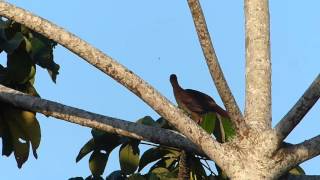 ortalis motmot Guatemala 5 10 15 [upl. by Ahsiyn295]