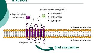 Pharmacologie des médicaments antalgiquesCours commenté [upl. by Allesig497]