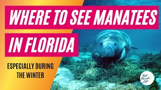 Best Places to See Manatees in Florida Especially During Winter [upl. by Peers704]