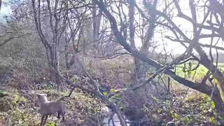 Mooching with the Bedlington Whippets on the old railway line [upl. by Niroc256]