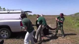 Video of recordbreaking Burmese python in Everglades National Park [upl. by Shaine]