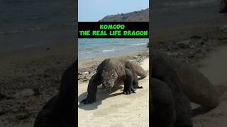 Komodo The Real Life Dragon shorts [upl. by Sjoberg938]