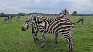 the African Lion Safari Wildlife and safari park in Hamilton Canada3 [upl. by Hose83]