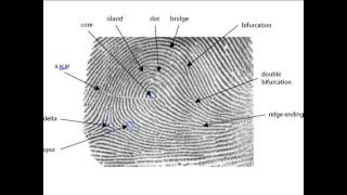 44 Fingerprint Characteristics [upl. by Chaunce]