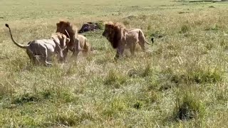 Male lion gets tired of running and decides to fight back [upl. by Coltson]